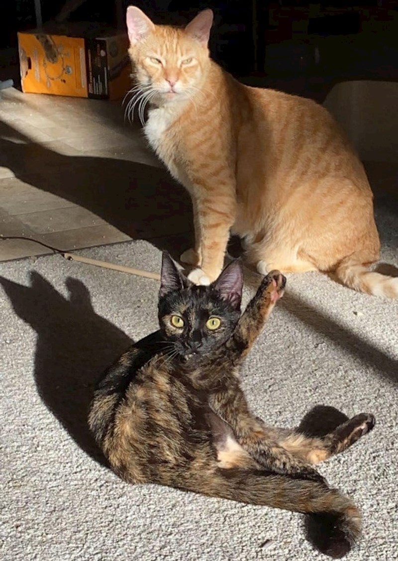 4. Žuta mačka levitira crnoj mački iznad glave?