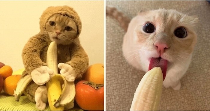 Mačke koje uživaju u bananama postale su pravi internetski hit
