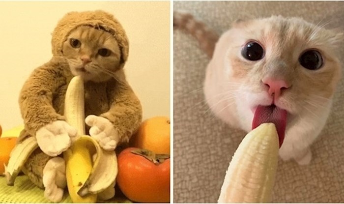 Mačke koje uživaju u bananama postale su pravi internetski hit