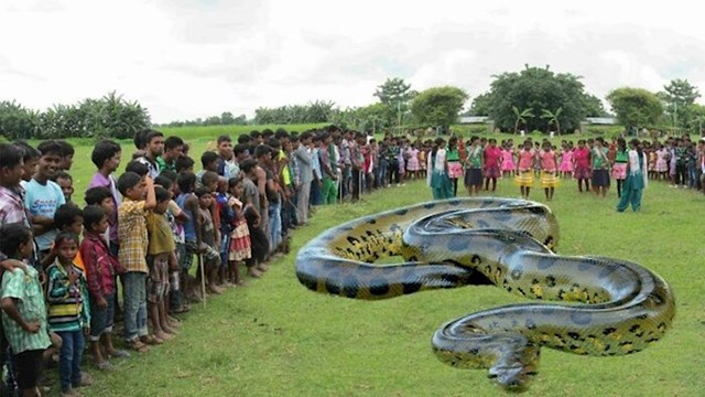 17. Najveća zmija ikad otkrivena se očito dobro snalazi u gužvi