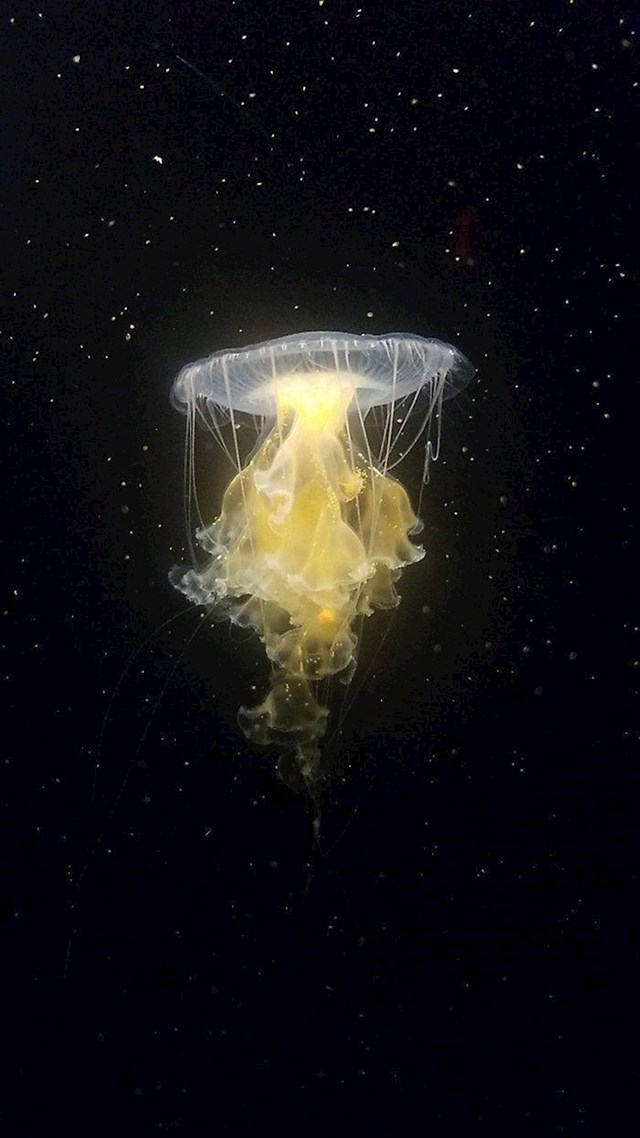 5. Meduza koja izgleda kao da lebdi svemirom
