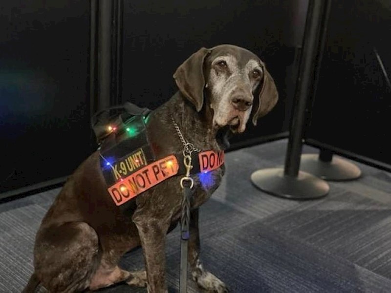 On je pas koji pomoću njuha traži eksploziv.