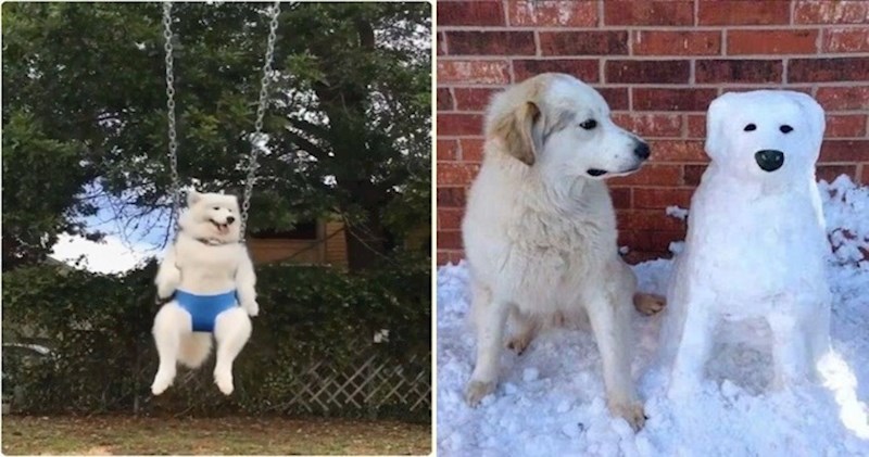 Život uz kućne ljubimce nikada nije dosadan, to dokazuju i ove presmiješne fotke