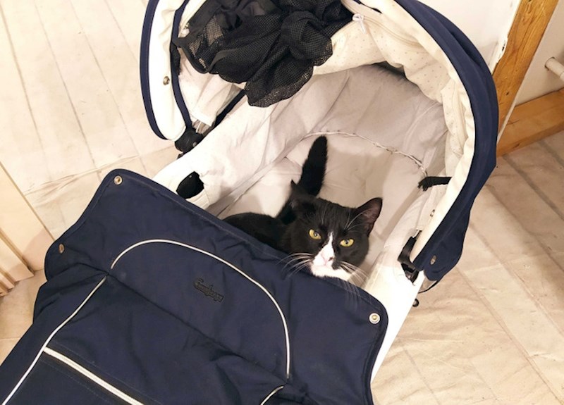 1. Uskoro ću postati otac, ali moja mačka misli da u kući može biti samo jedna beba.