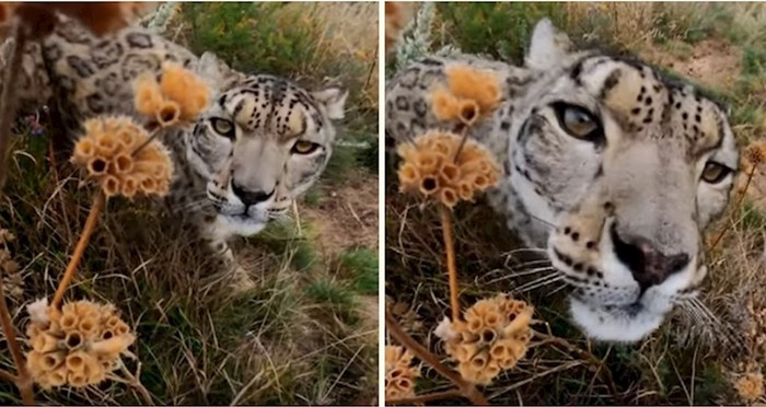 VIDEO Ovako izgleda kad se divlji leopard upozna s GoPro kamerom