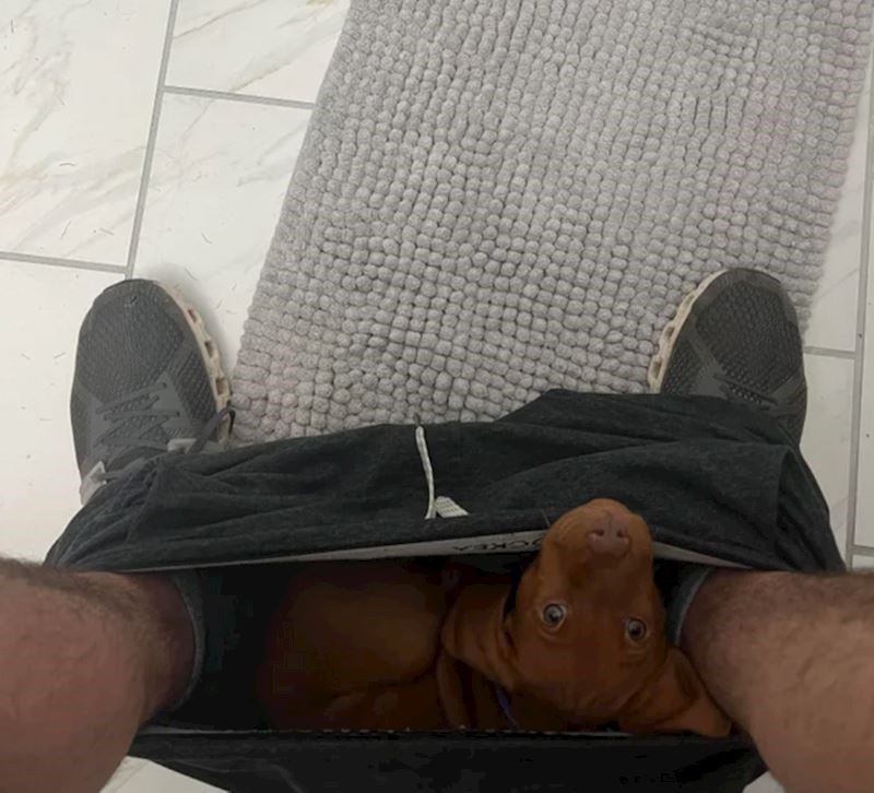 16. A ovaj psić obožava promatrati svojeg vlasnika dok obavlja veliku nuždu