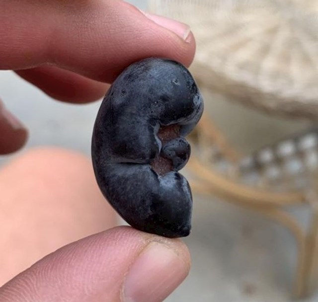 7. Crna maslina izgleda kao fetus