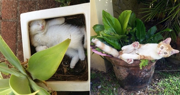 20 smiješnih mačaka koje su se odlučile pretvoriti u biljke