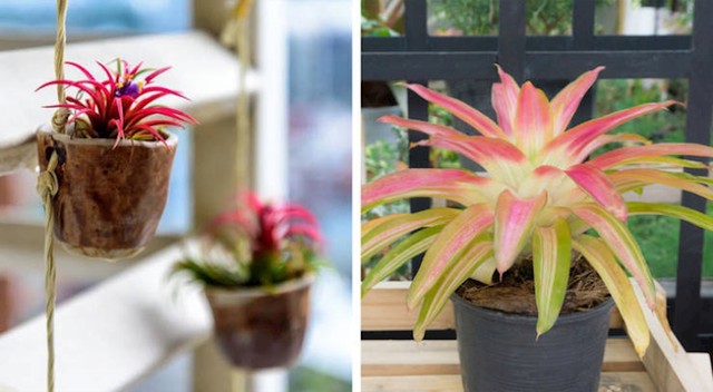7. Bromelija