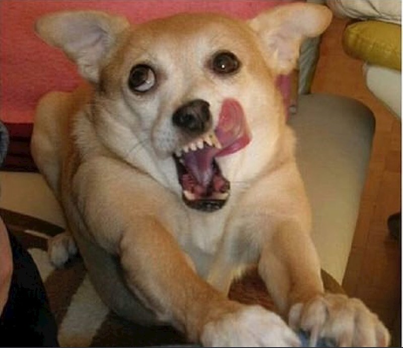 "Njegova faca svaki put kad izvadim vrećicu s poslasticama."