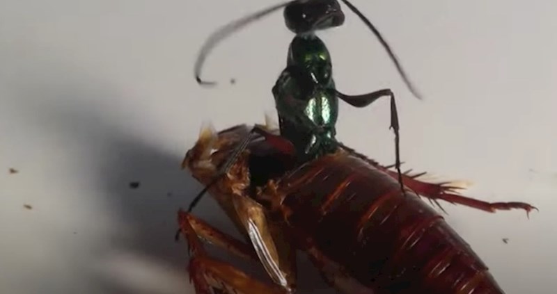 VIDEO 15 životinja s osobinama zlih genija