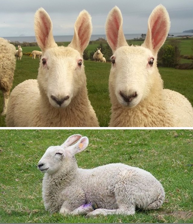 9. Ove ovce izgledaju kao veliki zečevi. :)