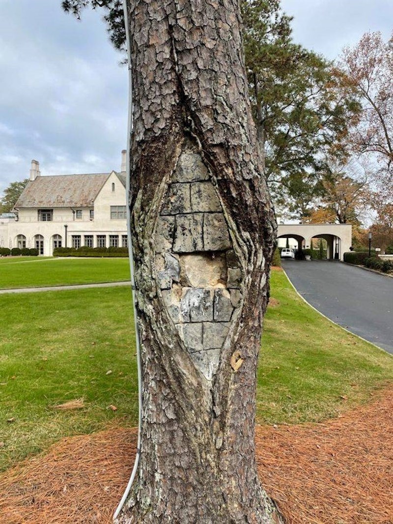 8. Cigle unutar drveta