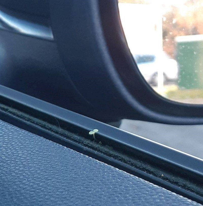 7. Mala biljčica izrasla je iz prozora na automobilu