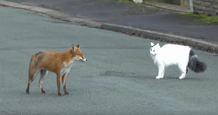 VIDEO Mačka i lisica susrele su se na ulici i odmah se sprijateljile