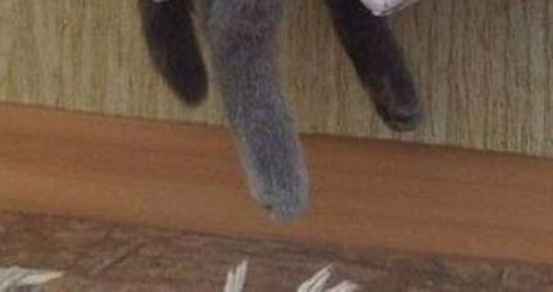 Ova mačka odlučila je ubiti oko na prečudnom mjestu