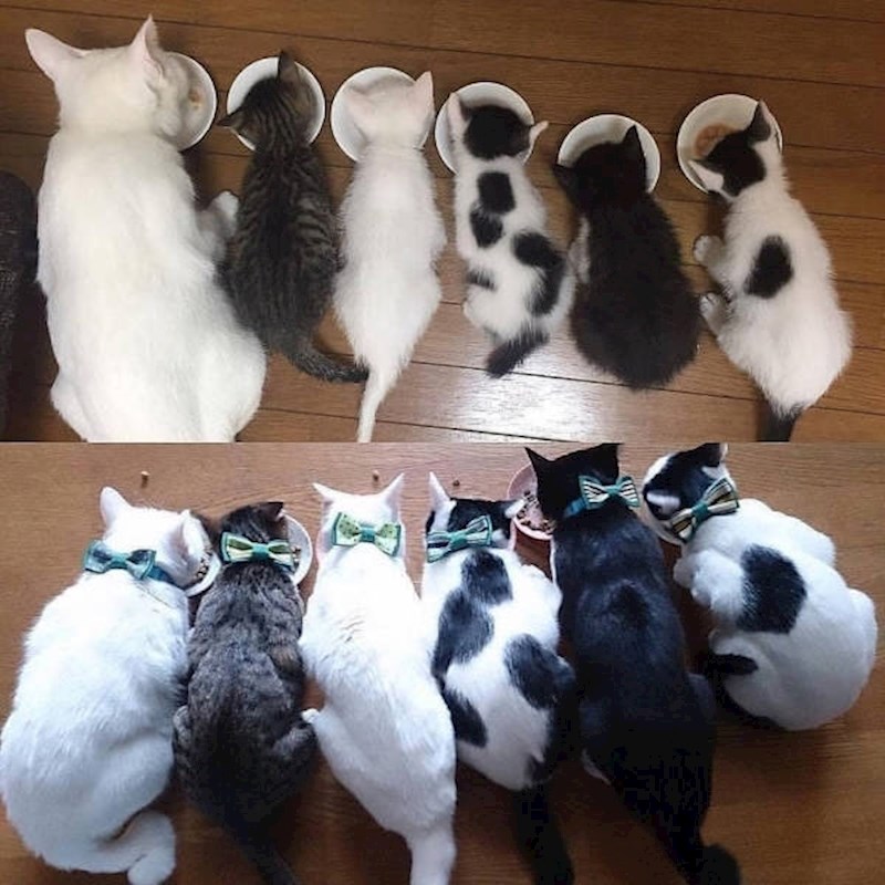 "Sve je ostalo isto, samo su maaalo narasli."