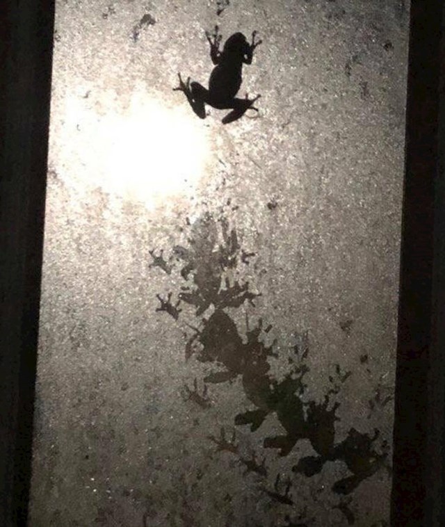5. Nekome žaba hoda po prozoru