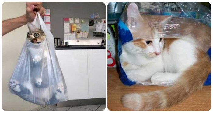 16 smiješnih fotki na kojima se vidi koliko mačke vole vrećice