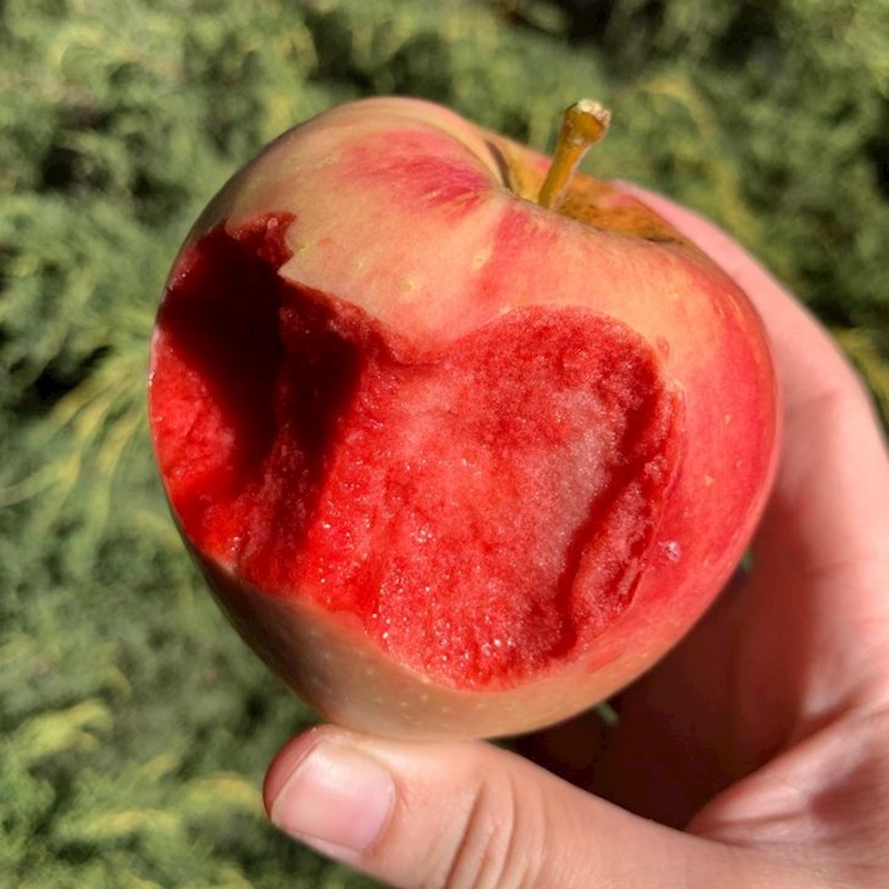 4. Jabuka s vrlo nesvakidašnjom unutrašnjosti