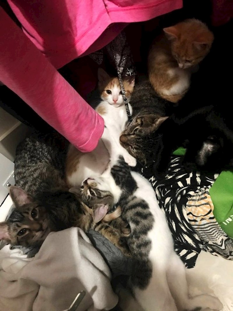 15. "Udobno su se smjestili u mom ormaru i srušili nekoliko stvari s vješalica da im bude još udobnije."