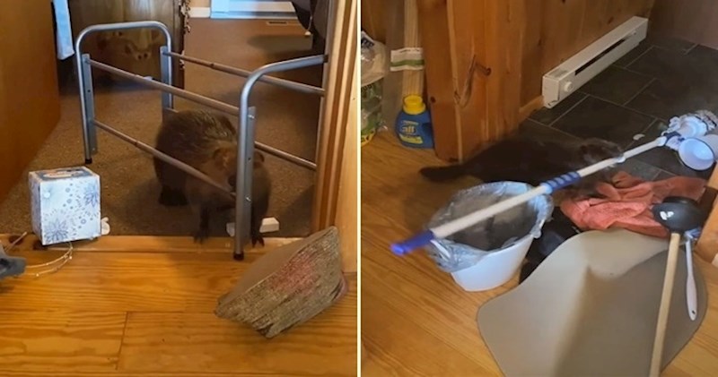 Spasila je mladunče dabra i udomila ga, a on je s njezinim stvarima počeo raditi nešto čudno