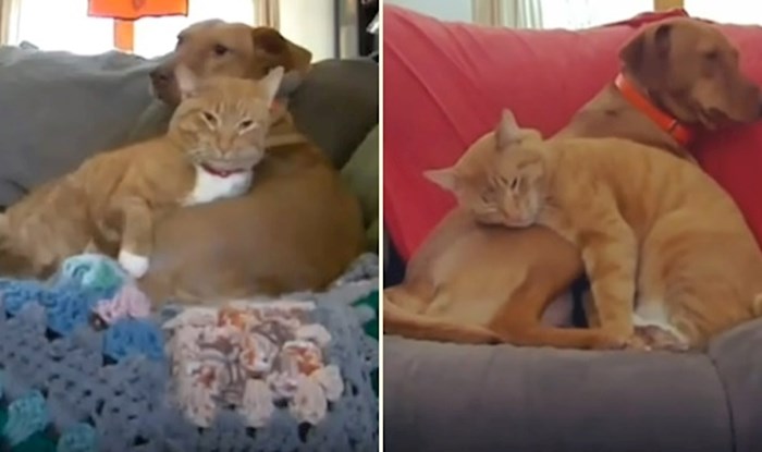 VIDEO Pas se rastuži kad vlasnici odu na posao, pa ga mačka dođe tješiti
