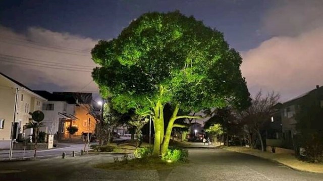5. Stablo koje izgleda kao golema brokula