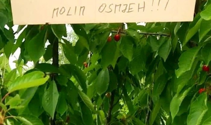 Dalmatinac je na svoju trešnju postavio poruku upozorenja, odmah ćete vidjeti zašto je fotka hit