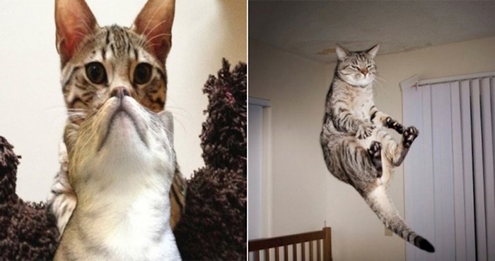 19 smiješnih fotki mačaka koje nisu mogle biti slikane u boljem trenutku