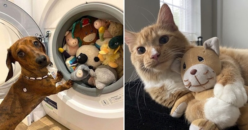 20+ kućnih ljubimaca koji se ne odvajaju od svojih plišanih igračaka