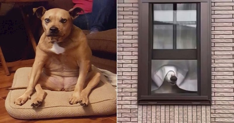 20 preslatkih fotki životinja koje nemaju pojma koliko su blesavo ispale