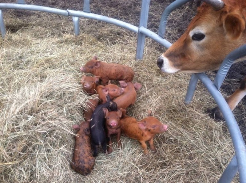 2. "Jutros me na mojoj farmi iznenadila ova preslatka scena."🥰