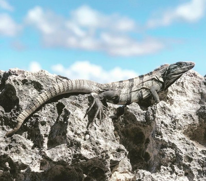 Stopio se sa stijenom.