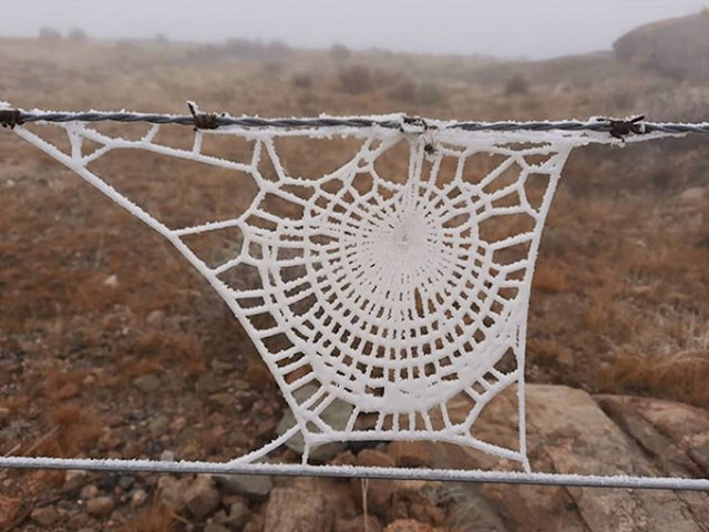 17. Smrznuta paukova mreža izgleda kao čipka