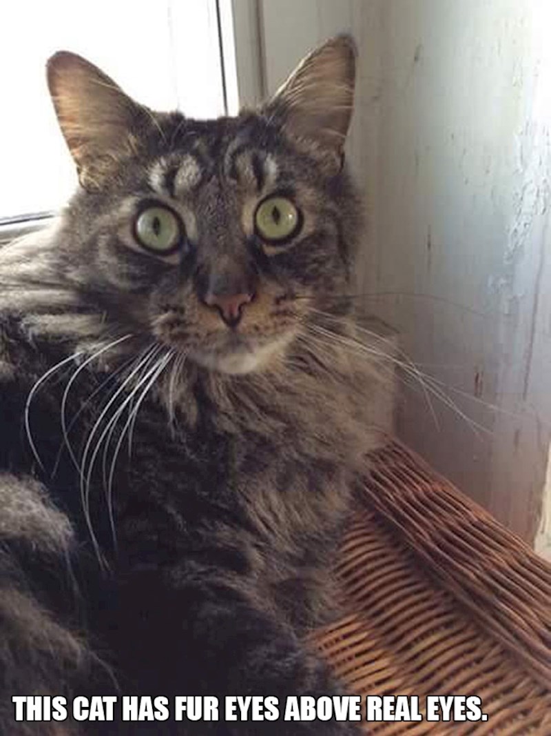 4. Maca koja ima oči iznad očiju