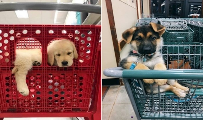 20 preslatkih fotki psića u kolicima za shopping koje će vas totalno raspametiti