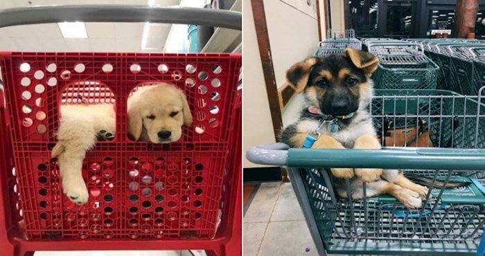 20 preslatkih fotki psića u kolicima za shopping koje će vas totalno raspametiti