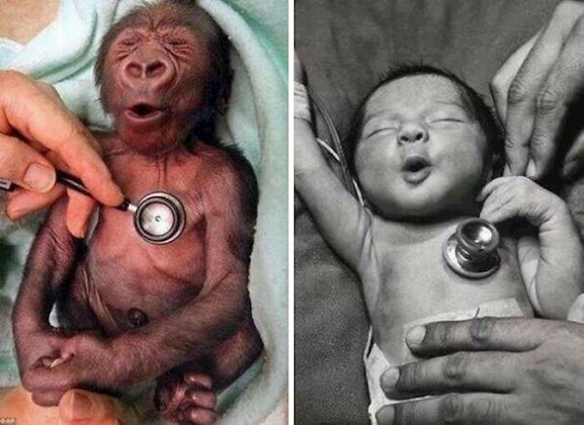 5. Beba čimpanza i čovjek jednako reagiraju na stetoskop
