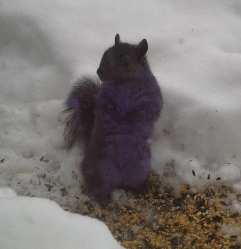 3. Ljubičasta vjeverica, navodno da se to događa zbog soli kojom se posipaju ulice u zimskim mjesecima😳