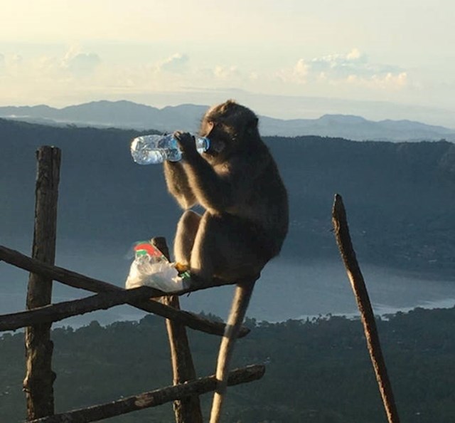 15. "Došao sam do vrha planine i tamo mi je majmun oteo bocu vode. Što je najbolje, sjeo je pored mene i počeo piti."