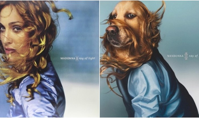 Ovaj pas rekreira ikonične fotke s Madonninih albuma, rezultati su urnebesni
