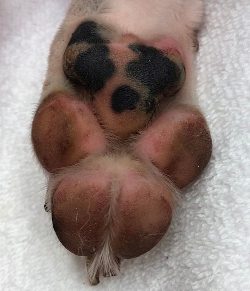 3. Pas na šapici ima trag koji izgleda kao drugi pas