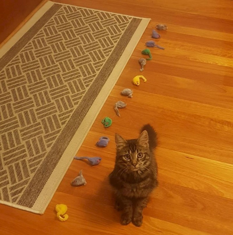 9. "Obožava skrivati svoje miševe pod kauč. Danas sam usisavala i pronašla ih 13!"