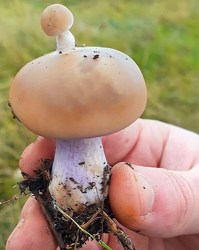 3. Gljiva na gljivi
