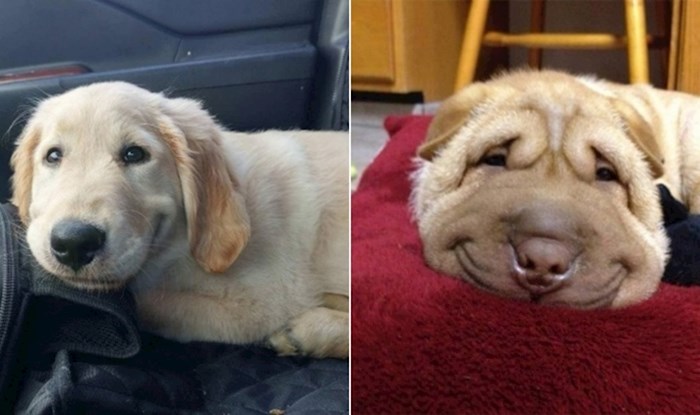 18 preslatkih fotki nasmiješenih pasa koji će vam odmah popraviti dan