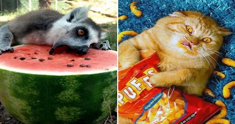 16 proždrljivih životinja kojima dijeta ne pada na pamet