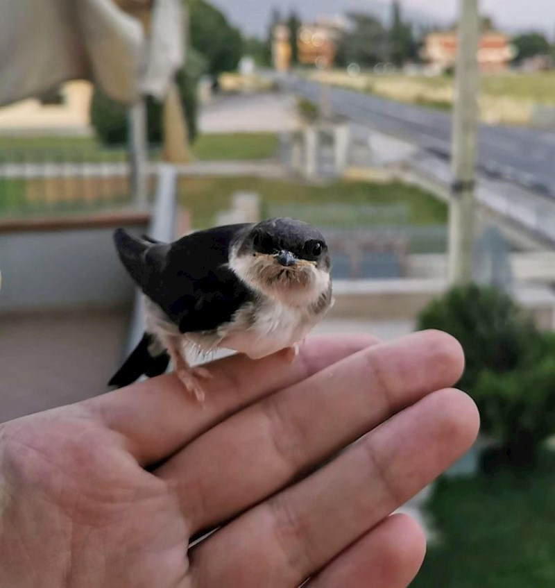 7. "Ova povrijeđena ptičica mi je neki dan došla pred prozor. Pomogao sam joj da ozdravi i ad smo u procesu ponovnog učenja letenja!"