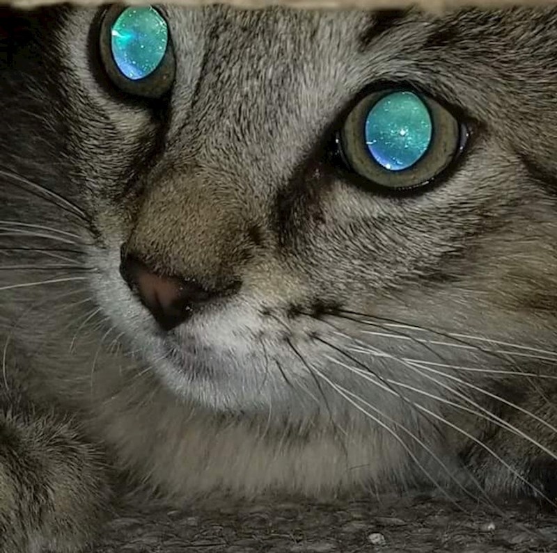 12. Maci se doslovno vidi svemir u očima!😻