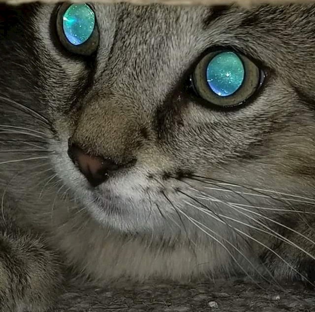 12. Maci se doslovno vidi svemir u očima!😻